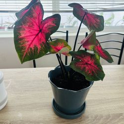 Caladium Hot Flash Live Plant Houseplant in Decorative Pot Indoor Tropical Home Decor - 1 Available 