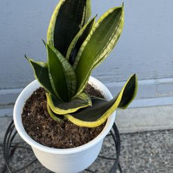 Black Ang Gold Snake Plant