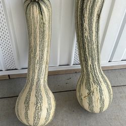 Semillas De Calabaza free