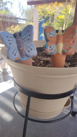 Plant slow watering cute Butterflies