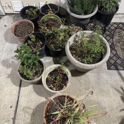 Variety Of Plants For Sale!