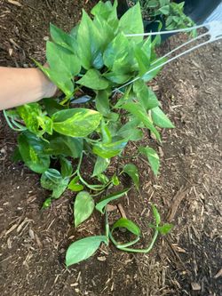 Marble/golden queen pothos, heart leaf philodendron (6” pot) 95820