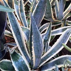plants  with pot $10 for each 