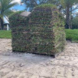 St. Augustine Sod Grass Césped