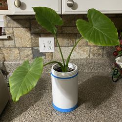 Alocasia Odora Planta Natural