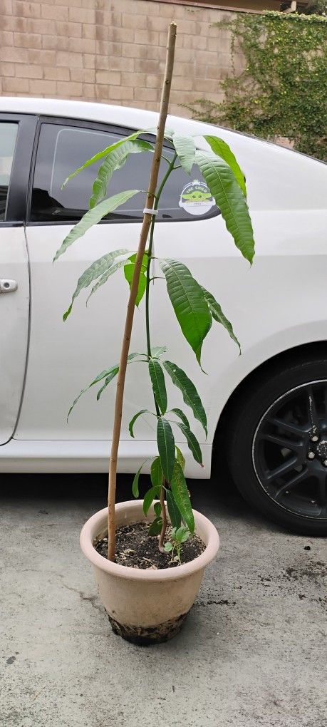 Mango Plant