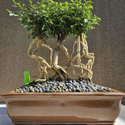 Old Barbados Cherry ( Malpighia Glabra-Hồng ngọc mai  ) Bonsai Tree