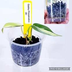 Philodendron Gabby ''Rare'' Rooted In Stratum for Sale in Westminster, CA -  OfferUp