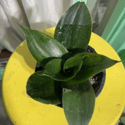 Bird Nest Plant 🪴 