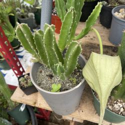 Stapelia Plants 