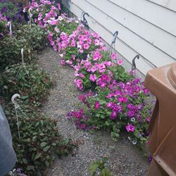 Hanging Baskets, Japanese Maples, Roses, Pots Great Deals 