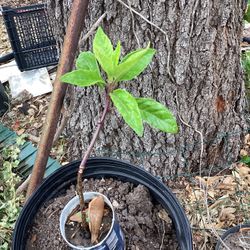 Longevity Spinach Plant 