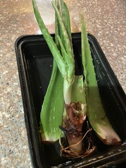 Home Grown Aloe Verá 