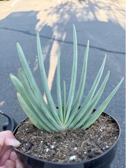 Kumara Plicatillis/Aloe Plicatillis ‘Fan Aloe’