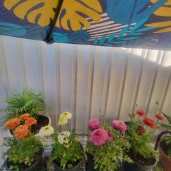 Persian Buttercup Plant