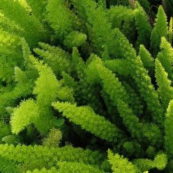 🪴🪴 FOXTAIL FERN PRIVACY HEDGE PLANTS 3GL $6
