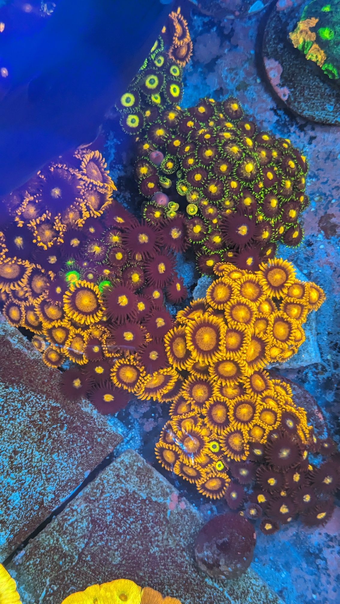 Fish Tank Decorations For Your Reef Tank Coral Frags Decor