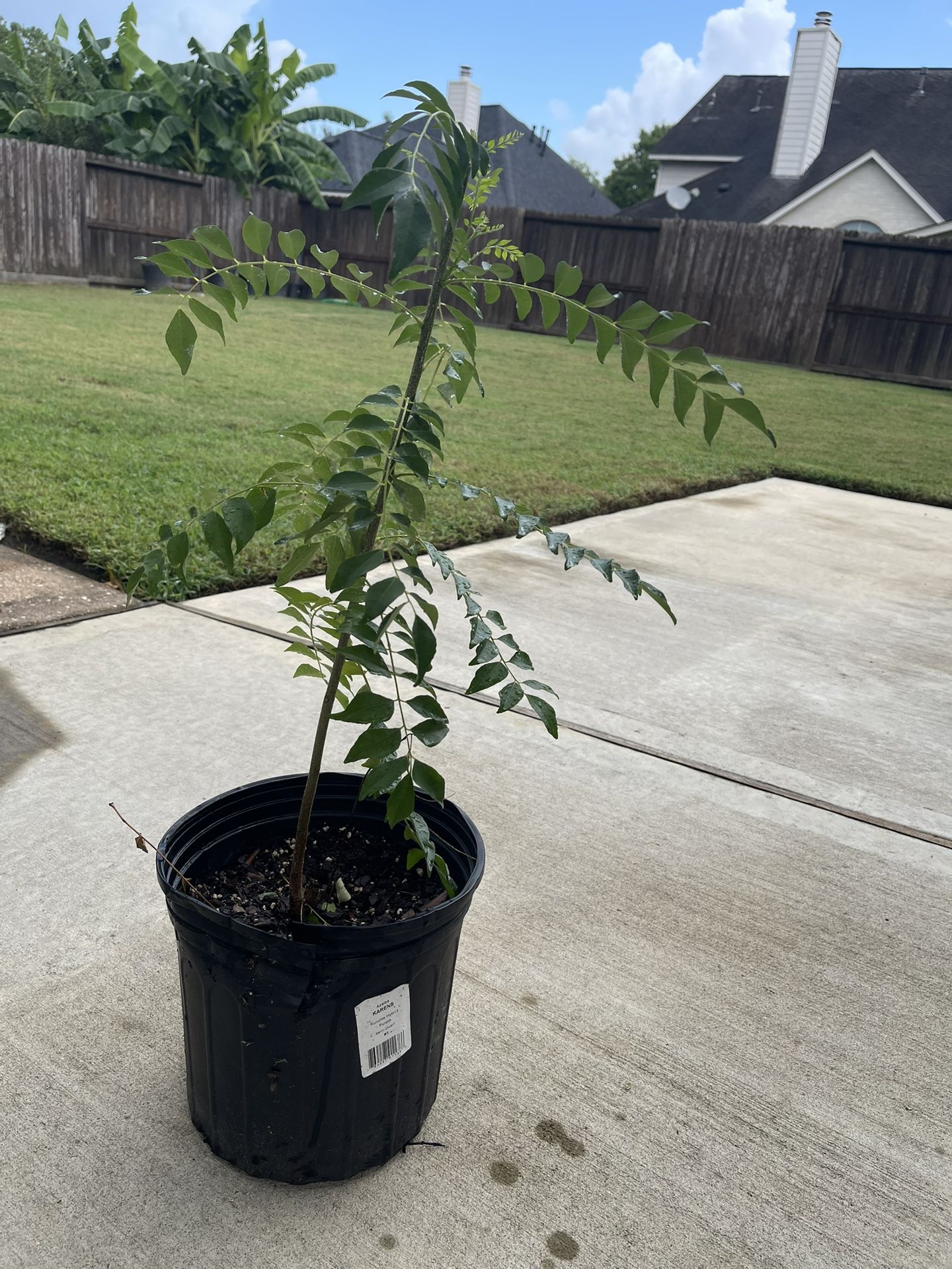 1 Curry Leaves Potted Plant