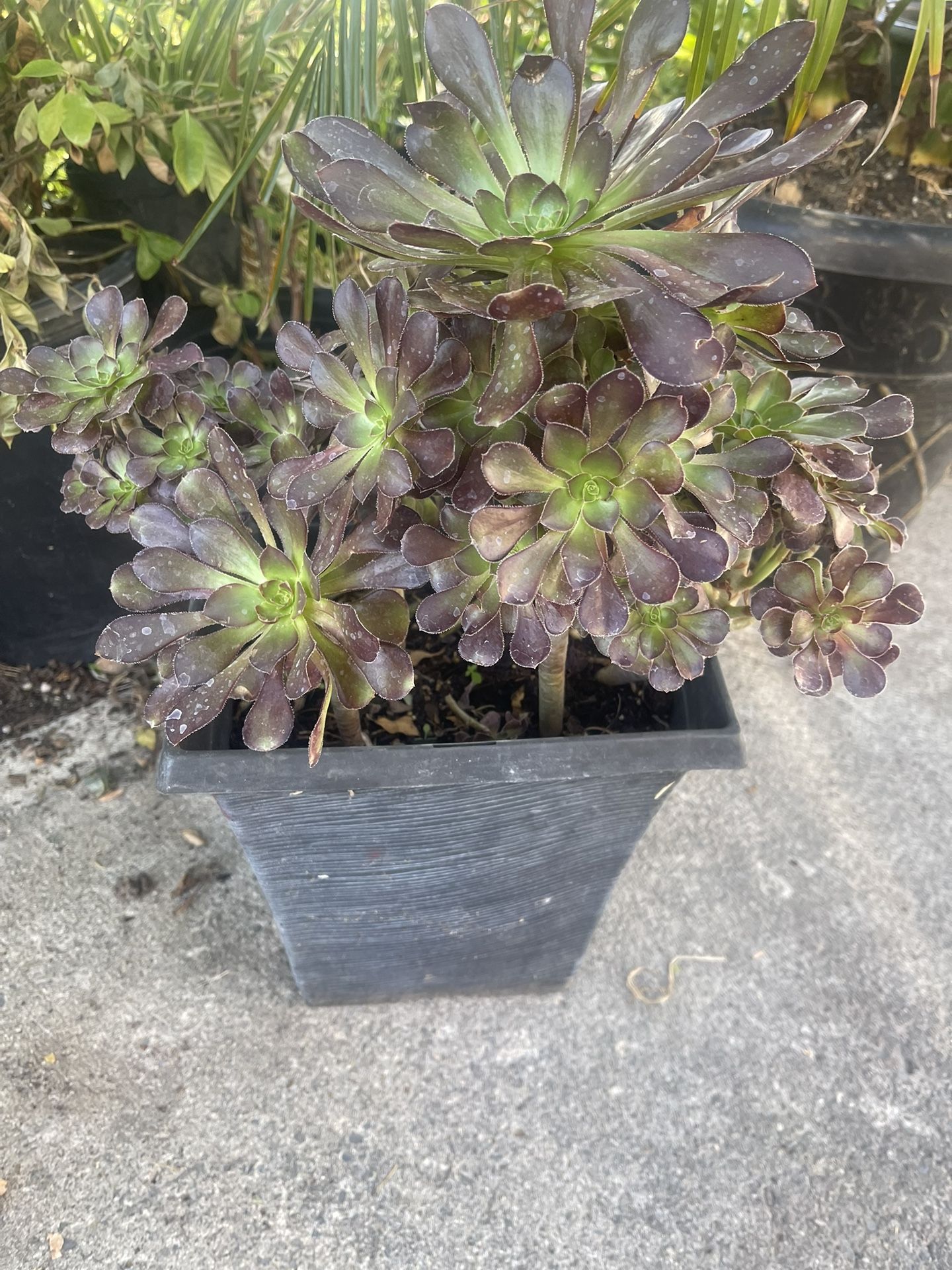 Plant In Nice Pot $12