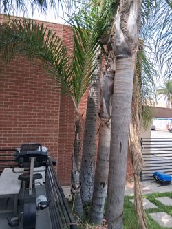 12' PALM TREE