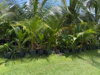 Coconut tree