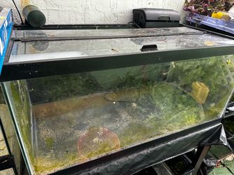 40 gallon breeder with tons of extra