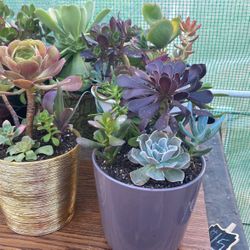 Beautiful $15 Succulents 