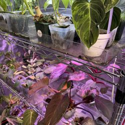 Plant Winter Clear out - $5 -$20 Deals Deals 