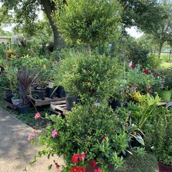 Tropical Arrangement 