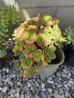 Succulents And Agave