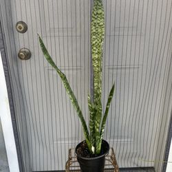 Snake Plant
