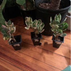 Vargirated Jade Plants!! $15 Each 
