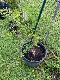 Young Pomegranate Tree