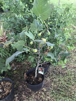Fig tree with fig.