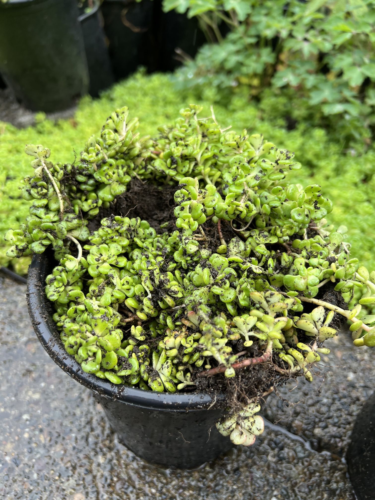 Out Door Succulents. Starting To Flowers. 4 Available 