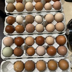 Organic Farm Fresh Chicken Eggs