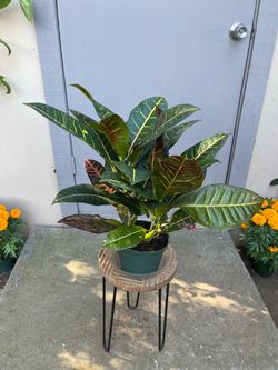 Croton Petra House Plant 6” Pot