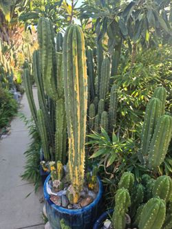 Tall Columnar Cactus in Blue Ceramic Pot