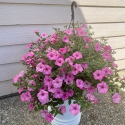 Petunia Flowers Hanging Basket