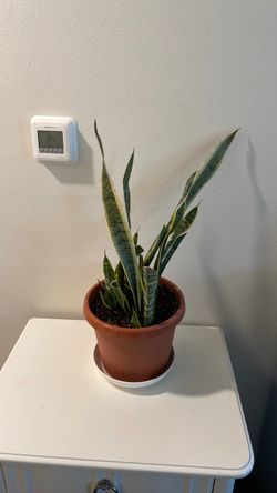 Snake plant