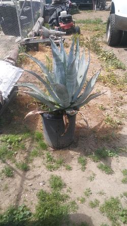 Agave for sale $5-25
