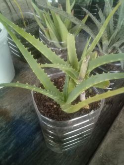 Aloe Vera Plant – Easy Care, Fast Growing Planta Aloe Vera – Fácil Cuidado