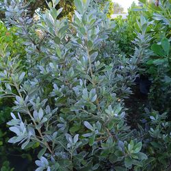 Silver Buttonwood Privacy Hedge Plants 7gl $16🌿💚