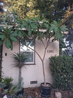 Mature Plumeria tree White Yellow