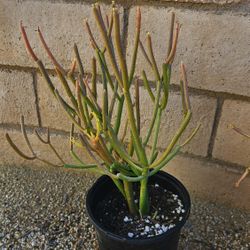 Pencil Cactus - Euphorbia tirucalli 'Firesticks' (1-Gallon) Plant