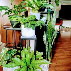 Many Beautiful Houseplants Different Sizes For Sale