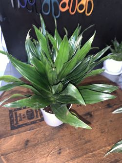 Tropical Plants