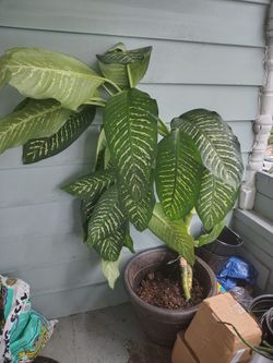 5ft dieffenbachia