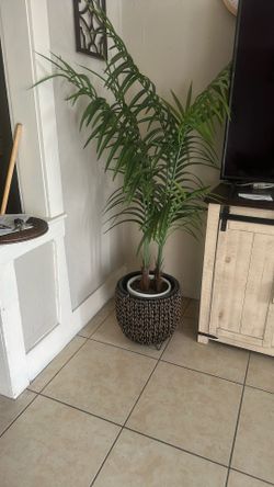 Palm Tree