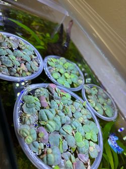 Red root floaters
